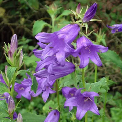 Produktbild von 6 x Wald Glockenblume  - Campanula latifolia 'Macrantha'  | Topf 9cm x 9cm