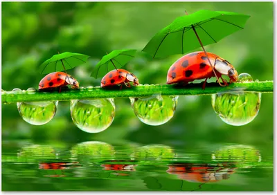 Produktbild von Tulup® Glas-Bild - 100 x 70 - Wandbild aus Glas - Wandkunst - Wandbild hinter gehärtetem Sicherheitsglas - Tiere - Marienkäfer - Grün