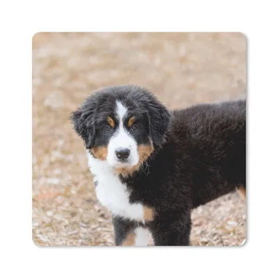 Produktbild von MuchoWow® Mauspad Mousepad Berner Sennenhund Welpe am Morgen 20x20 cm - Mousepads - Maus Mat - Pad - Mausunterlage - Desk Mat - Bureauartikeln