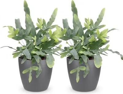 Produktbild von 2er Set Ø12cm 25cm Zimmerpflanze Grünpflanze Topfpflanze - Indoor Pflanze Büro