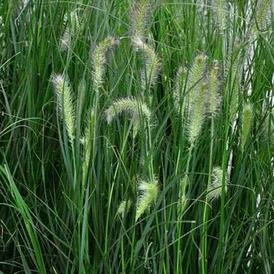 Produktbild von 6 x Niedriges Lampenputzergras - Pennisetum alopecuroides 'Hameln'  | Topf 9cm x 9cm