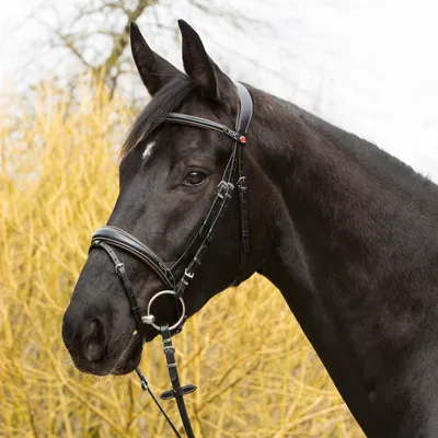 Produktbild von Kieffer Trensenzaum VERA, Farbe:schwarz / braun unterl., Größe:Warmblut