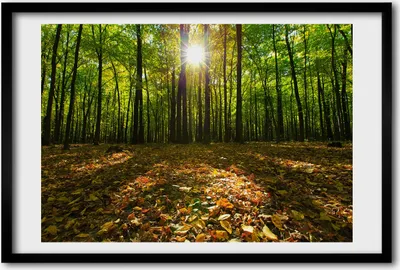 Produktbild von Bild 60x40 MDF-Rahmen, Wandkunst Wald