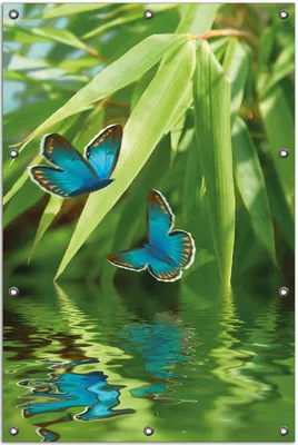 Produktbild von Wallario Outdoor-Poster für Garten oder Balkon, Motiv Schmetterlinge in Reflektion, in ca. 80 x 120 cm