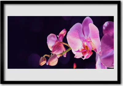 Produktbild von Bild 70x50 MDF-Rahmen Wandkunst Blumen Pflanzen