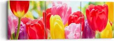 Produktbild von Bild auf Leinwand - Leinwandbild - Tulpe Blume Garten Plantage - 90x30cm - Wand Bild - Wanddeko - Leinwanddruck - Bilder - Kunstdruck - Wanddekoration - Leinwand bilder - Wandkunst - CA90x30-2466