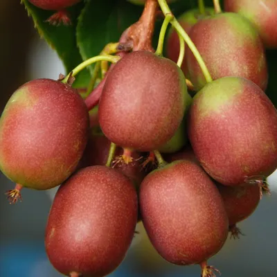A close-up image of several small, red and green kiwis growing on a branch.