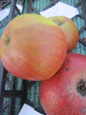 Produktbild von Malus Joseph Musch - Herbstapfel - Apfelbaum