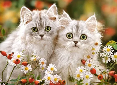 Immagine prodotto di Gattini persiani Castorland, puzzle 200 pezzi