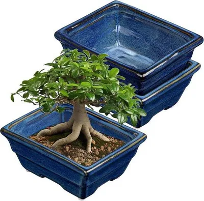 Produktbild von Set aus 2 tiefen Sukkulenteimer für lebende Bonsai-Bäume 16 cm/6.3 Zoll - Keramischer Pflanzteller für Fettblätter innen mit Drainagefach
