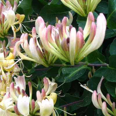Immagine prodotto di Caprifolium Caprifoglio  2L