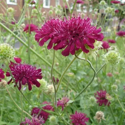 Produktbild von 6 x Mazedonische Witwenblume - Knautia macedonica  | Topf 9cm x 9cm