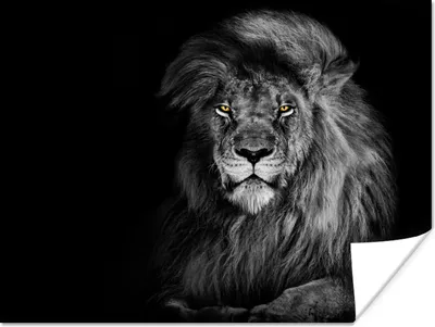 Produktbild von MuchoWow® Poster Löwe - Augen - Orange - Schwarz und weiß - Tiere - Porträt 120x90 cm - Wandbild