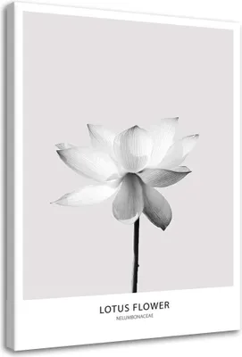 Produktbild von Leinwandbild weiße lotosblume 40x60 cm Feeby grau wandbild bereit zum aufhängen
