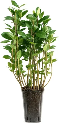 Produktbild von Apfelbeere Nero 50–60 cm – Aronia prunifolia, schwarze Beeren, winterhart, gesund, Heckenpflanze, Zierstrauch, pflegeleicht