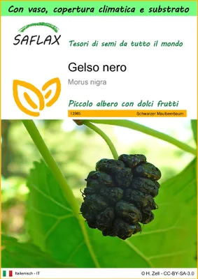 Immagine prodotto di SAFLAX Garden to go - Gelso nero - 200 semi - Morus