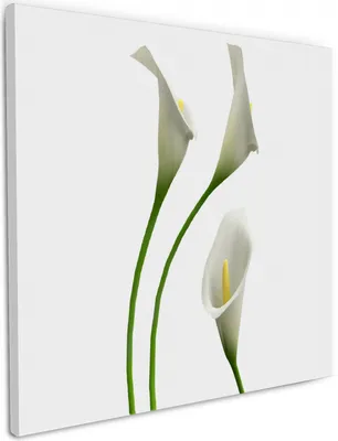 Produktbild von Wallario Premium Leinwandbild Callas weiß gelb in Größe 50 x 50 cm