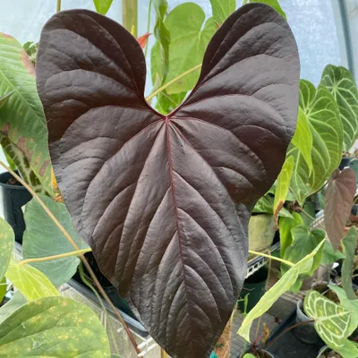 Immagine prodotto di Anthurium (Anthurium moodeanum)  - 1 seme germogliato