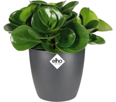 Obrázok produktu pre elho brussels round mini 12,5cm, Kvetináč, Voľne stojace, Polypropylén (PP), Antracit, Kolo, Vnútorný