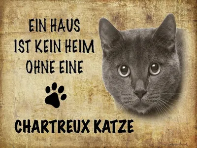 Produktbild von vianmo Holzschild 30x40 cm Chartreux Katze