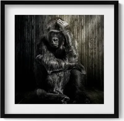Produktbild von Affe hockt im Schatten– Wandbild mit Rahmen – Gerahmtes Bild  – Wanddekoration – 50x50 cm –  Schwarz Rahmen