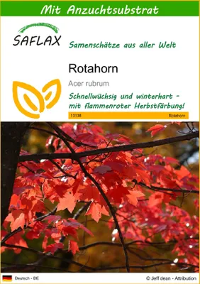 Produktbild von SAFLAX - Rotahorn - 20 Samen - Mit keimfreiem Anzuchtsubstrat - Acer rubrum