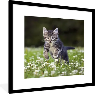 Produktbild von MuchoWow® Gerahmtes Poster Ein Kätzchen in einem Kleefeld 40x40 cm - Poster mit Schwarzem Bilderrahmen Wandposter Rahmen Foto Bilder - Poster - Plakat im Rahmen