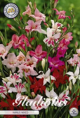 Artikelbild 2 von 'Gladiole Nanus Mixed (10 Stück)' aus der Kategorie Gladiolenzwiebeln