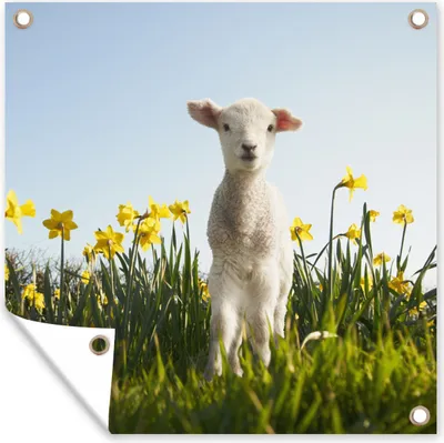 Produktbild von MuchoWow® 100x100 cm Outdoor-Poster Gartendeko Sichtschutz Garten Poster für den Garten  Lamm zwischen den gelben Blumen