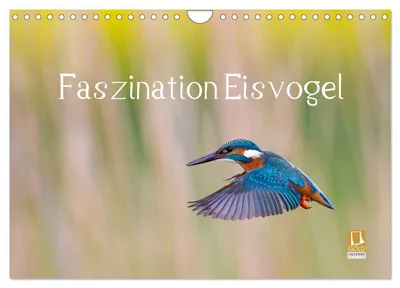 Produktbild von Faszination Eisvogel (Wandkalender 2027 DIN A4 quer), CALVENDO Monatskalender