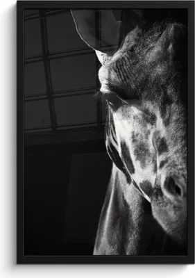 Produktbild von MuchoWow® MuchoWow® Gerahmtes Poster Tierprofil Giraffe in schwarz und weiß 40x60 cm - Poster mit zchwarzem Bilderrahmen - Papierdruck - Wandbilder
