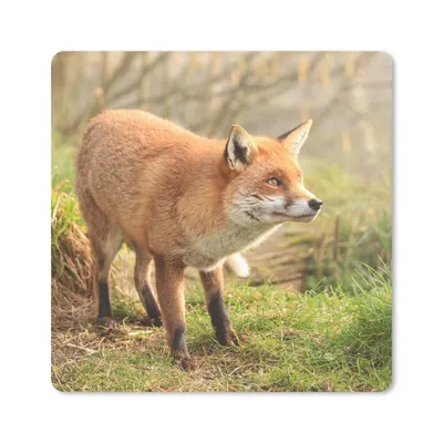 Produktbild von MuchoWow® Mauspad Mousepad Fuchs - Wald - Licht 20x20 cm - Mousepads - Maus Mat - Pad - Mausunterlage - Desk Mat - Bureauartikeln