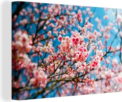 Zdjęcie produktu dla OneMillionCanvasses® - Obrazy na płótnie - 150x100 cm, Wiosna - Sakura - Różowy, grafika ścienna, dekoracja ścienna