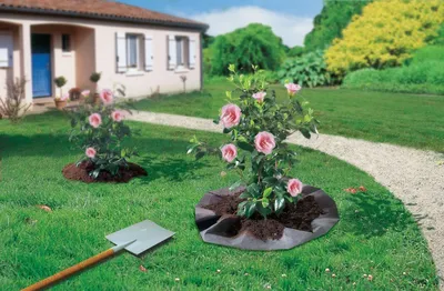 Produktbild von Pflanzfilz 1,50 x 6 m - für Sträucher Heideerde "Terraplant"
