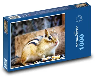 Zdjęcie produktu dla martinpuzzle - Puzzle 1000 - Veverka - hlodavec