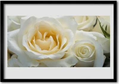 Produktbild von Bild 100x70 MDF-Rahmen Wandkunst Rosen Blumen