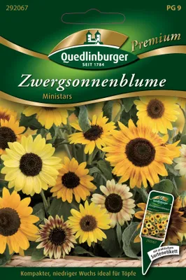 Produktbild von Quedlinburger Saatgut - Zwerg-Sonnenblumen Ministars - Samen - 292067