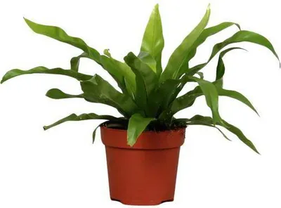 Image de Fougère Asplenium antiquum, plante d'intérieur, Ø12cm, 25cm, fougère facile