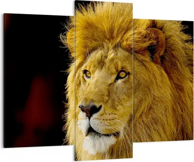 Produktbild von Bild auf Leinwand - Leinwandbild - Löwe Tiere Tierwelt - 130x100cm - Wand Bild - Wanddeko - Leinwanddruck - Bilder - Kunstdruck - Wanddekoration - Leinwand bilder - Wandkunst - CB130x100-1237