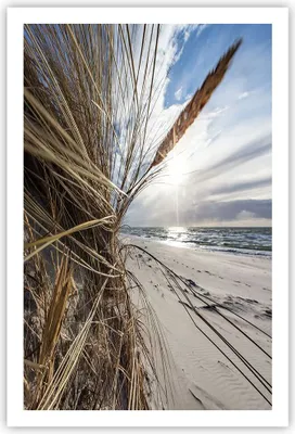 Produktbild von Poster - Poster ohne Rahmen - Küste Perspektive Gras - 61x91,5 cm - Wand Bild - Wanddeko - Wandbilder - Kunstposter - Wandposter - Bilder - Kunstdruck - Wanddekoration - Wandbild - P2XPA61x91-4526