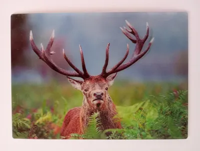 Produktbild von 3 D Ansichtskarte Hirsch, Postkarte Wackelkarte Hologrammkarte Tiere Tier Waldtier