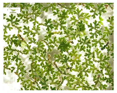 Produktbild von Winterharte Schwimmpflanze für Teich und Aquarium - Algenfarn - Azolla filiculoides - Garnelio Portion