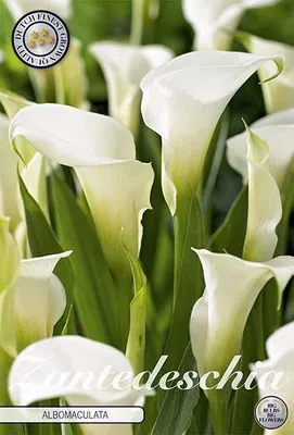 Artikelbild 2 von 'Calla Albomuculata (1 Stück)' aus der Kategorie Callazwiebeln