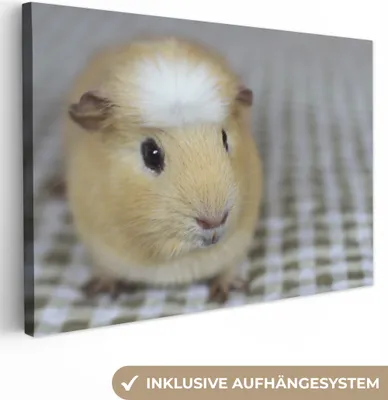 Produktbild von OneMillionCanvasses® - Leinwandbilder - 140x90 cm, Kleines Meerschweinchen, Wandbilder Kunstdruck Wanddekoration - Foto auf Leinwand - Gemälde auf Holzrahmen