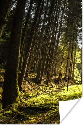 Produktbild von MuchoWow® Poster Baum - Natur - Sonne - Wald 40x60 cm - Plakate für die Wand - Poster Babyzimmer