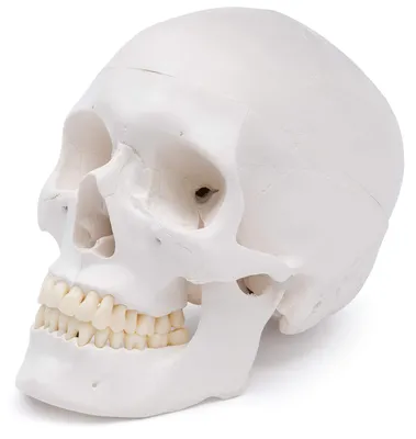 Anatomisches Schädelmodell, lebensgroß, 3-teilig, abnehmbar
