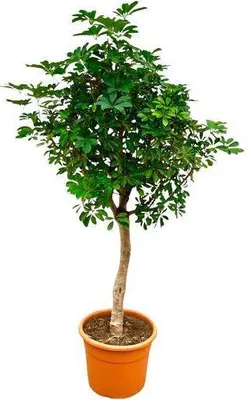 Obrázek produktu pro Arálie paprskatá - Schefflera na stonku - pokojová rostlina 210cm - Ø45cm