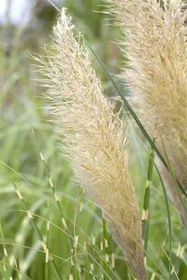 Produktbild von Cortaderia selloana 'Pumila', Pampasgras, kompakt, 3-5 Liter Container