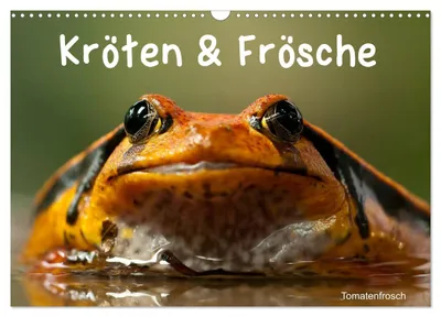 Produktbild von Kröten & Frösche (Wandkalender 2027 DIN A3 quer), CALVENDO Monatskalender