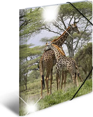 Image de HERMA Sammelmappe A3 Glossy Giraffe Polypropylen